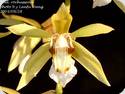 Coelogyne rochussenii